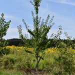 Pflanzaktion Igel Stand 23.6.2025