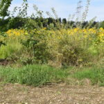 Pflanzaktion Igel Stand 23.6.2025