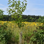 Pflanzaktion Igel Stand 23.6.2025