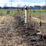 Pflanzaktion Igel Stand: 15.3.2023