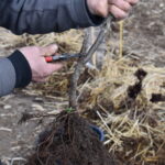 Pflanzaktion Igel Stand: 15.3.2023