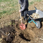 Pflanzaktion Igel Stand: 15.3.2023