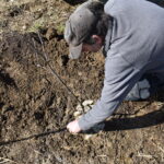 Pflanzaktion Igel Stand: 15.3.2023