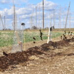 Pflanzaktion Igel Stand: 15.3.2023