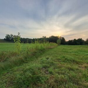 Pappelpflanzungen August 2025