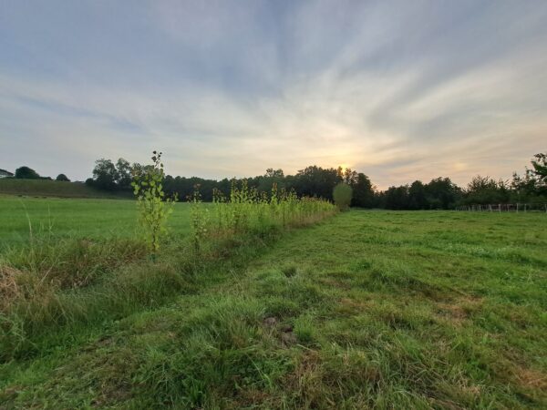 Pappelpflanzungen August 2025