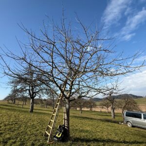 Baumschnittseason 25/26