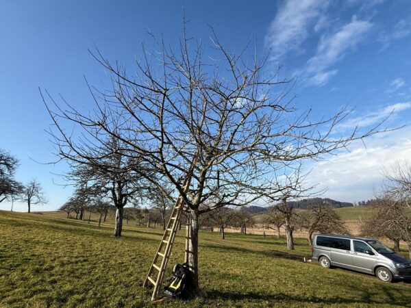 Baumschnittseason 25/26