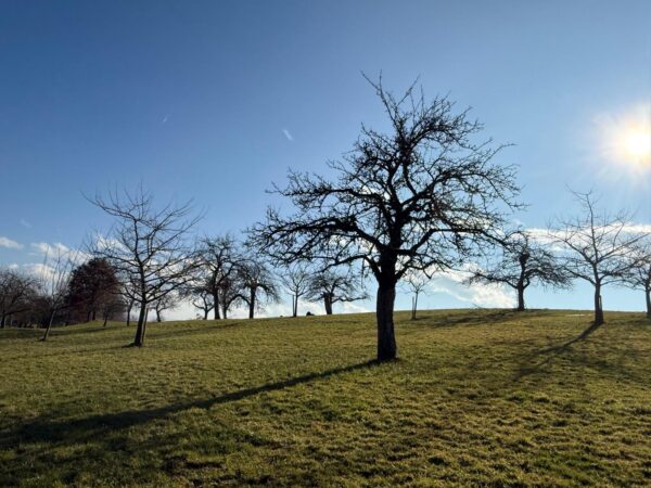 Streuobstwiesenpflege 25/26