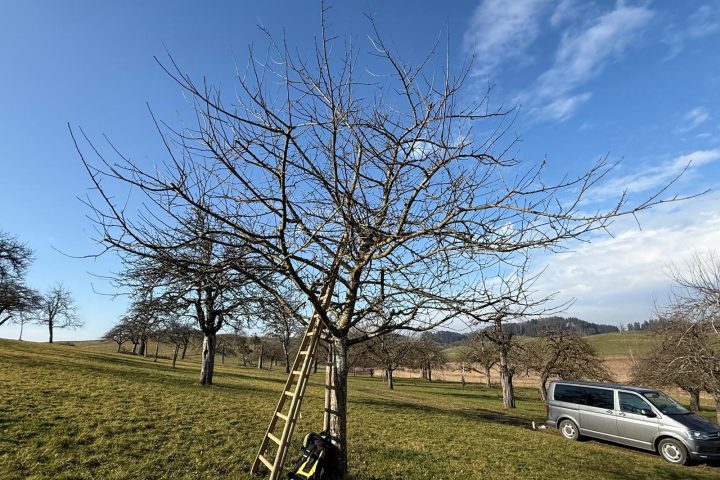 Baumschnittseason 25/26