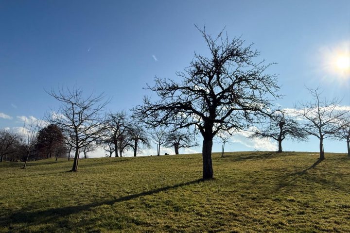 Streuobstwiesenpflege 25/26